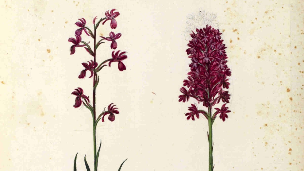 Scienza Bellezza Le Orchidee Nei Libri Di Ulisse Aldrovandi