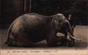 728 THE ZOO. (London). - The Elephant. - "Obedience". - LL.