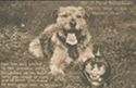 One of Mayor Richardson's sentry dogs on the Western Front: this dog was gassed by the Germans but recovered, he ha s been with the troops at loos and in Egypt and is now on duty once more in France
