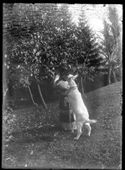 Lina Guerrini gioca con la capra nel giardino della villa di Gaibola, detta la Vigna: Bologna