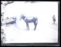 Un mulo legato ad un palo sulla spiaggia e il pastore con una corda in mano: Bellaria