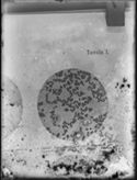 Tavola I. Grandi micrococchi dell’aria. Preparato per impressione da piastra di gelatina. Fucsina: tavola sciolta allegata al volume, Avviamento allo studio della batteriologia con speciale riguardo alla tecnica microscopica di Carl Oscar Günther, Torino, 1902