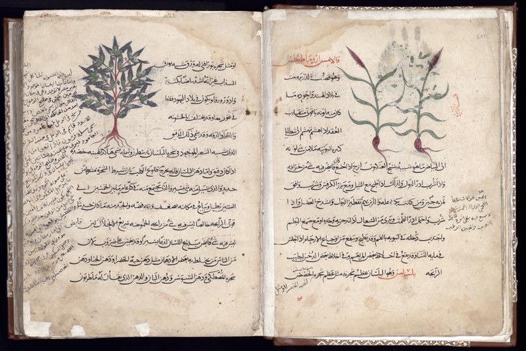 Il primo profumo sez. 2