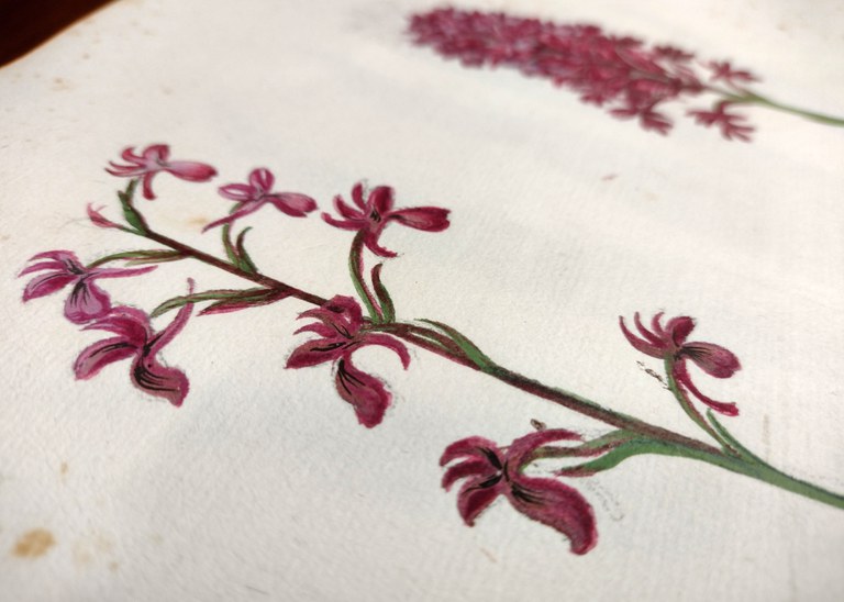 BUB, Ms. Aldrovandi, Tavole di piante, fiori e frutti, vol. 10, carta 24