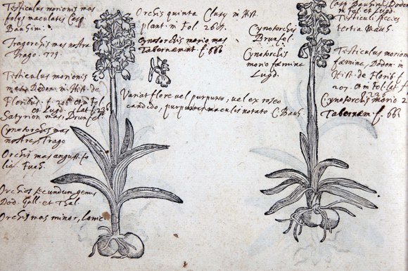 BUB, A.IV.F.VII.39, p.176