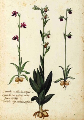 BUB, Ms. Aldrovandi, Tavole di piante, fiori e frutti, vol. 10, carta 26