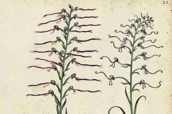 BUB, Ms. Aldrovandi, Tavole di piante, fiori e frutti, vol. 3, carta 23