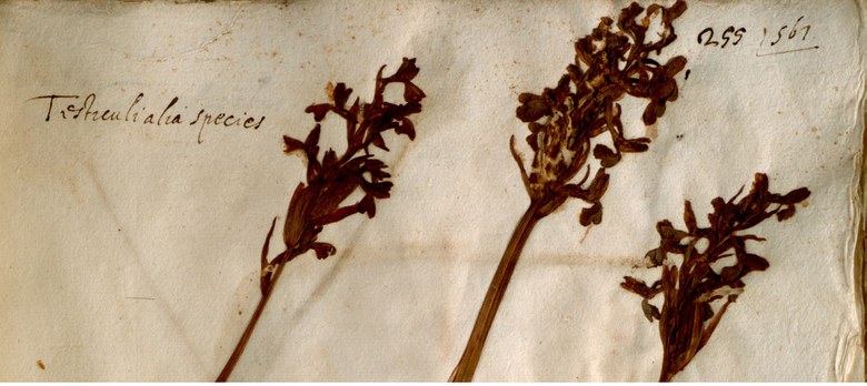 Erbario Aldrovandi, sec. XVI Bologna, Orto Botanico ed Erbario, Sistema Museale di Ateneo, vol. IV, c. 255