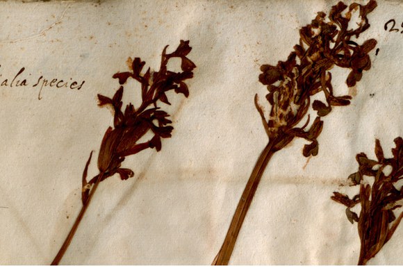 Erbario Aldrovandi, sec. XVI Bologna, Orto Botanico ed Erbario, Sistema Museale di Ateneo, vol. IV, c. 255