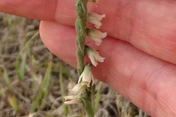 Inflorescenza di Spiranthes spiralis (L.) Chevall.