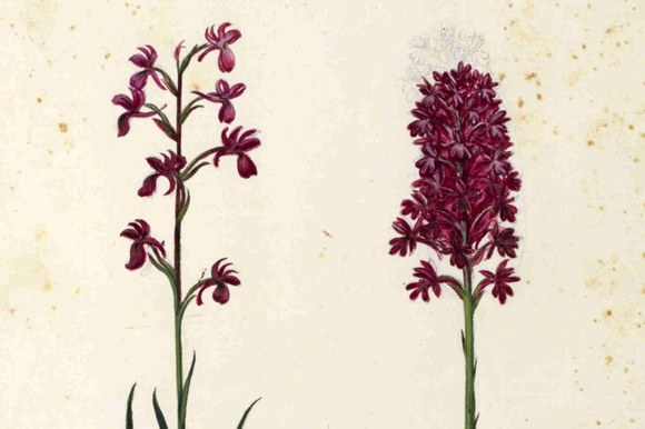 SCIENZA & BELLEZZA. Le orchidee nei libri di Ulisse Aldrovandi