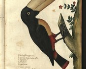 Tavole acquerellate di Ulisse Aldrovandi, tavola di Pica Bresilica piperivora