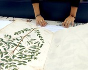 Aula IV del Museo di Palazzo Poggi: allestimento della mostra "Il primo profumo"