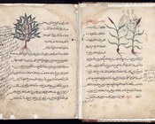 BUB, Ms. 2954. DIOSCORIDES PEDANIUS. Maqālāt Diyusqūrīdis al-hakīm (trad. Scritti del saggio Dioscoride). Cartaceo, 1245