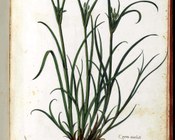 BUB, Ms. Aldrovandi, Tavole di piante, fiori e frutti, vol.2, carta 247. Cartaceo, sec. XVI