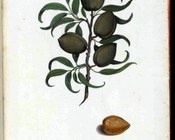 BUB, Ms. Aldrovandi, Tavole di piante, fiori e frutti, vol.4, carta 225. Cartaceo, sec. XVI