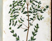 BUB, Ms. Aldrovandi, Tavole di piante, fiori e frutti, vol.5, carta 247. Cartaceo, sec. XVI