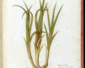 BUB, Ms. Aldrovandi, Tavole di piante, fiori e frutti, vol. 7, carta 109. Cartaceo, sec. XVI