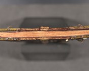 Statuti della Compagnia de’ Fornari di Bologna