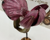 Modello di Giglio caprino, Orchis morio L.