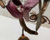 Modello di Giglio caprino, Orchis morio L.