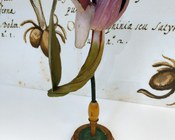 Modello di Giglio caprino, Orchis morio L.