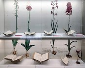 Atrio dell'Aula Magna della Biblioteca Universitaria di Bologna: allestimento espositivo della mostra Scienza & bellezza