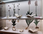 Atrio dell'Aula Magna della Biblioteca Universitaria di Bologna: allestimento espositivo della mostra Scienza & bellezza