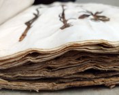 Atrio dell'Aula Magna della Biblioteca Universitaria di Bologna: allestimento espositivo della mostra Scienza & bellezza