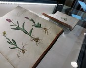 Atrio dell'Aula Magna della Biblioteca Universitaria di Bologna: allestimento espositivo della mostra Scienza & bellezza