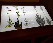 Atrio dell'Aula Magna della Biblioteca Universitaria di Bologna: allestimento espositivo della mostra Scienza & bellezza