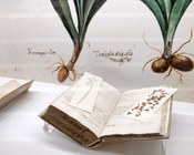 Atrio dell'Aula Magna della Biblioteca Universitaria di Bologna: allestimento espositivo della mostra Scienza & bellezza