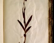 Cephalanthera longifolia (L.) Fritsch (1888) - Cefalantera maggiore, Elleborina bianca, Elleborina a foglie lunghe