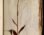 Dactylorhiza maculata (L.) Soó (1962) - Concordia, Orchide macchiata, Erba d’Adamo