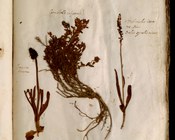 Nigritella rhellicani Teppner et E. Klein (1990) - Morettina, Nigritella comune