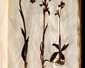 Ophrys sphegodes Mill. - Ofride verde-bruna e Serapias cfr. lingua L. - Serapide lingua