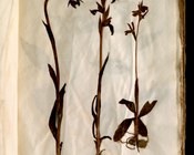 Ophrys fusca H.G.L.Reichenbach (1851)- Ofride scura