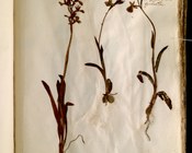 Orchis provincialis Balb. ex Lam. et DC. (1806) - Orchide gialla, Orchide di Provenza