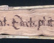 Sul taglio di piede sono visibili le indicazioni relative all'autore e al titolo del codice, presumibilmente fatte apporre da Aldrovandi: "Ulys. Ald. Elench. plant. horti publici".