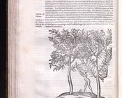 MONTALBANI, OVIDIO Dendrologiae naturalis scilicet arborum historiae libri duo sylua glandaria, acinosumq. pomarium vbi eruditiones omnium generum vna cum botanicis doctrinis ingenia quaecunque non parum iuuant, et oblectant - Bologna, Ferroni, 1667