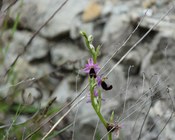 Infiorescenza di Ophrys bertolonii MORETTI.