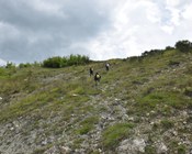 Malgrado l’apparente aridità e scarsità di vegetazione, questi habitat mostrano una notevole presenza di orchidee, in questo particolare caso di Ophrys bertolonii MORETTI. Appennino modenese.