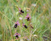 Infiorescenza di Ophrys bertolonii MORETTI.