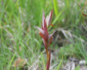 Infiorescenza di Serapias vomeracea (BURM.F.) BRIQ.