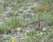 Infiorescenza di Serapias vomeracea (BURM.F.) BRIQ.