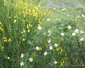 Sui versanti assolati dell’appennino modenese non è infrequente trovare macchie di rosa selvatica (Rosa canina L.) e di varie specie di ginestra (in questo caso Cytisus scoparius (L.) LINK).