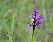 Infiorescenza di Anacamptis morio (L.) R.M.BATEMAN, PRIDGEON & M.W.CHASE.