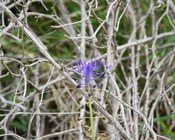 Infiorescenza di Muscari comosum (L.) MILL, noto come cipollaccio, lampascione e altri nomi locali. Non è un’orchidea, ma è molto nota per gli usi culinari dei suoi bulbi.