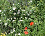 Fascia liminare boschiva con macchie di rosa selvatica (Rosa canina L.) e popolazioni di papavero (Papaver rhoeas L.), Appennino modenese.