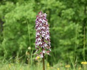 Infiorescenza di Orchis purpurea HUDS.